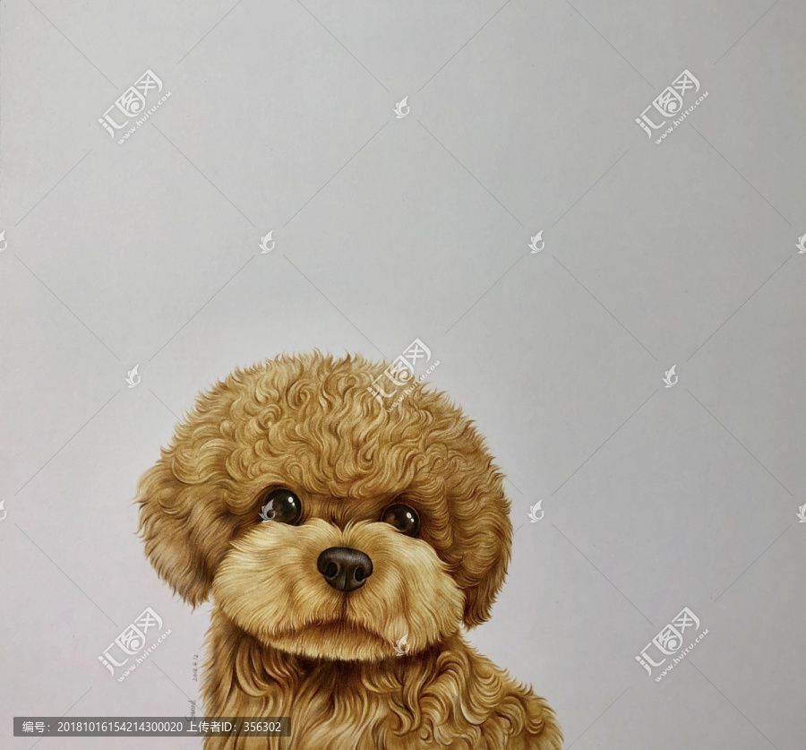 彩鉛泰迪犬