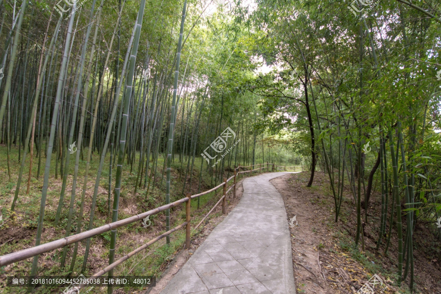 竹林与步道