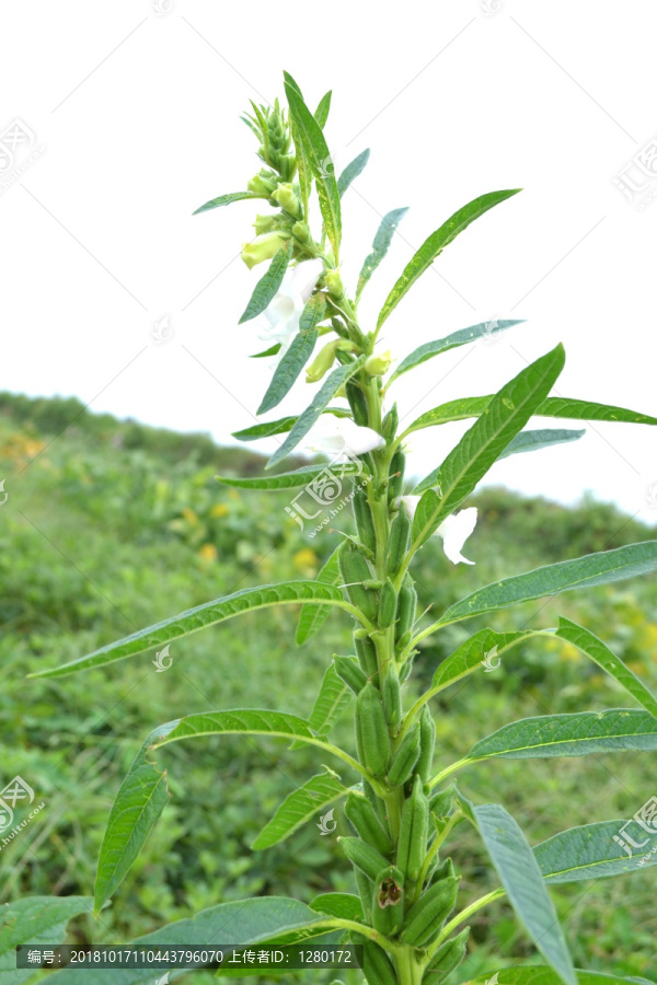 芝麻