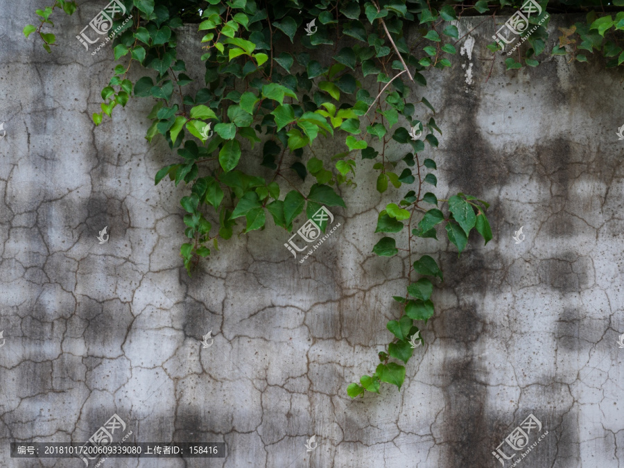 藤蔓植物背景墙