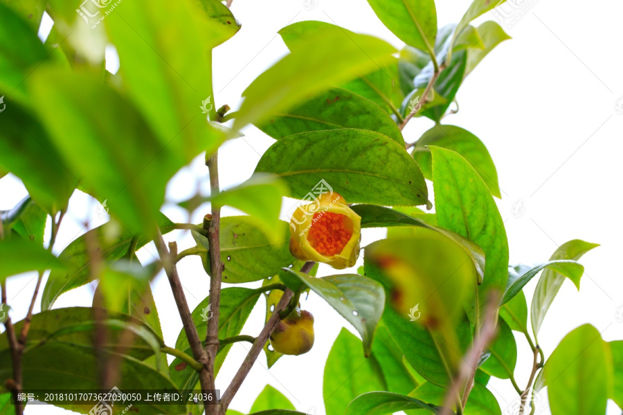 茶族皇后金花茶