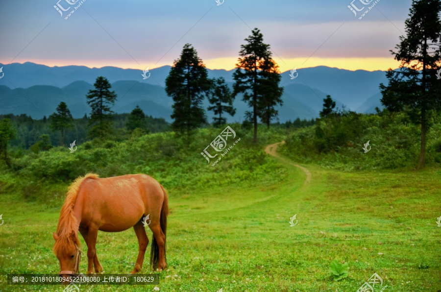 夕阳牧马