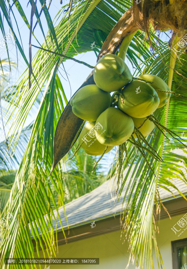 椰树椰果