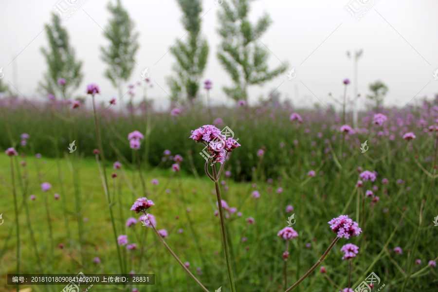 马鞭草花海