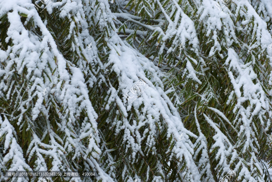 雪树