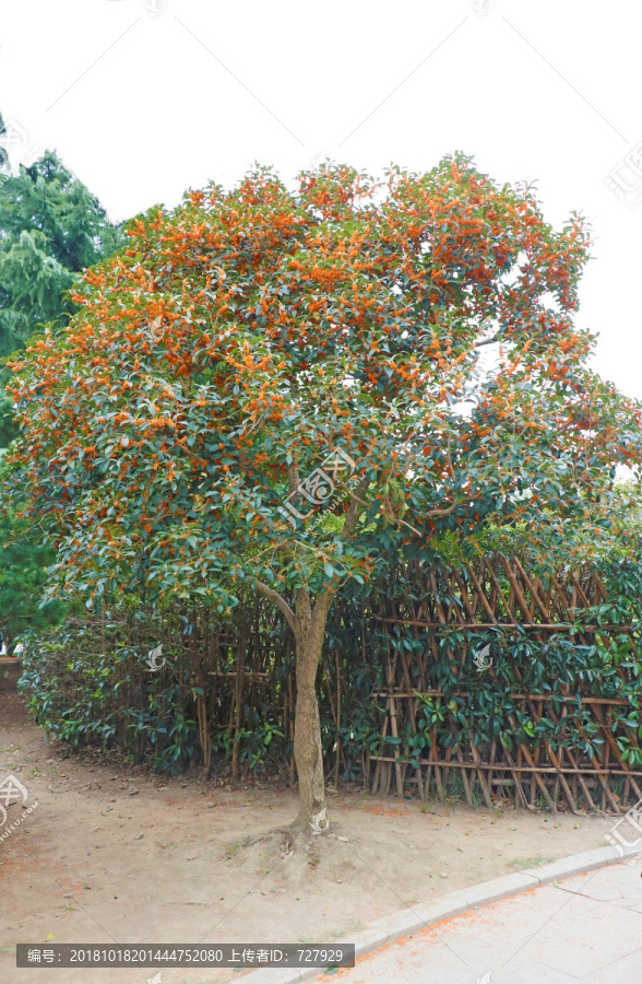 桂花树