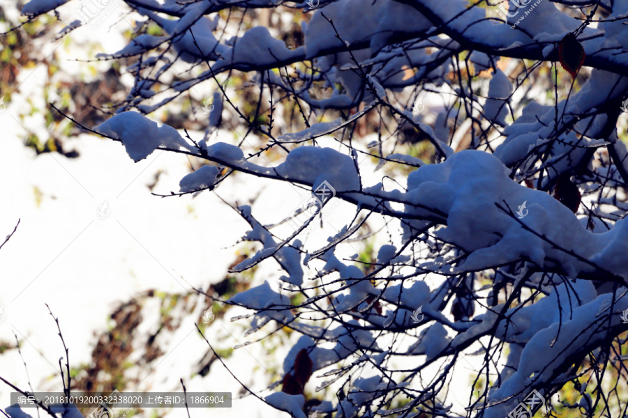 冰雪树枝