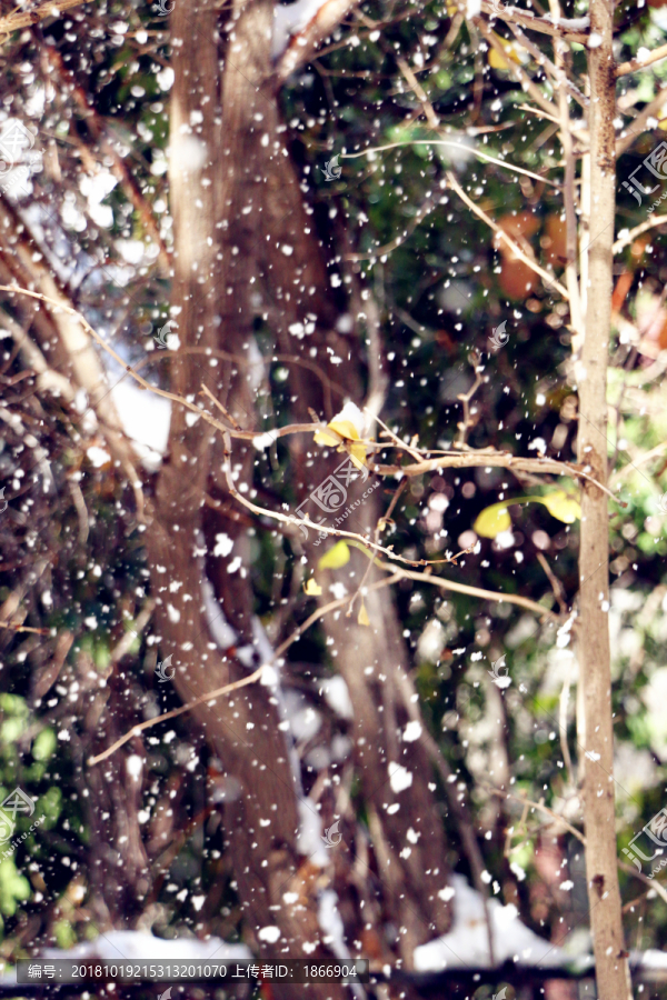 冰雪飞扬