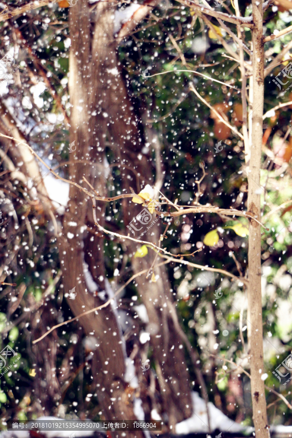 冰雪飞扬