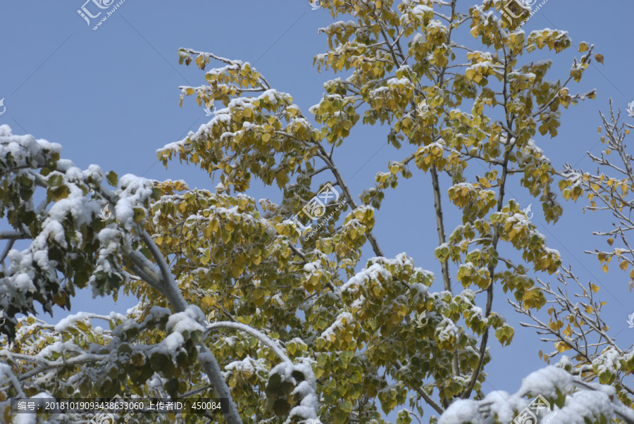 雪中情