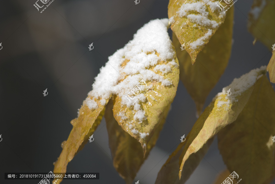 雪