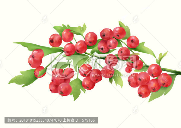 山楂