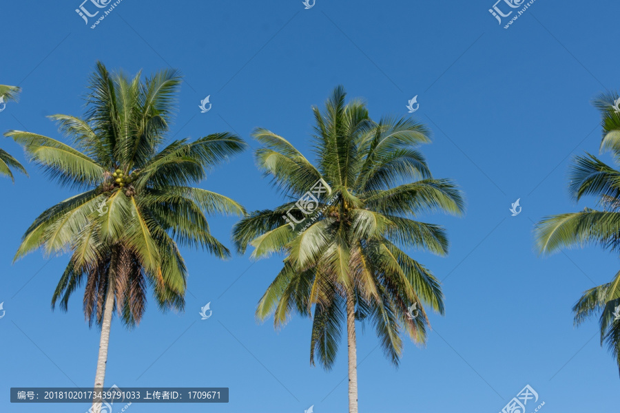 椰子树椰树