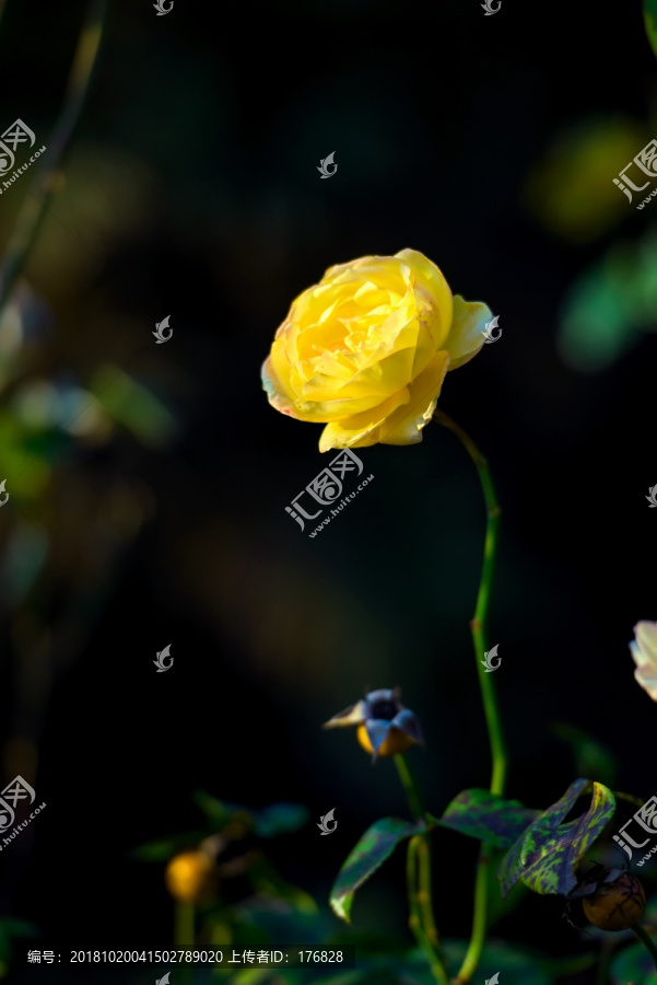 月季花