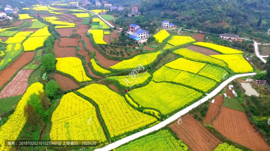 油菜花航拍