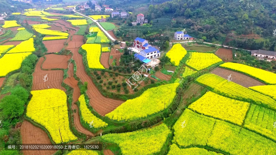 油菜花航拍