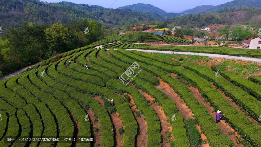茶山航拍