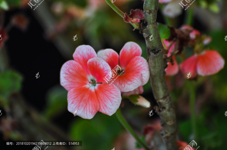 美丽的花朵