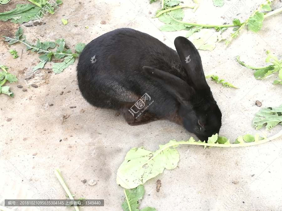 小兔子吃草