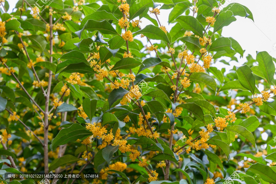 桂花