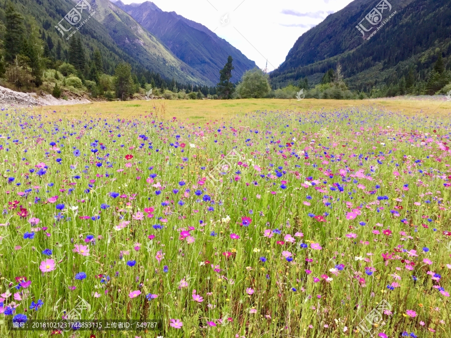 高山花园