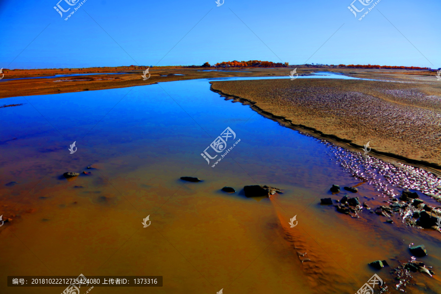 额济纳胡杨林