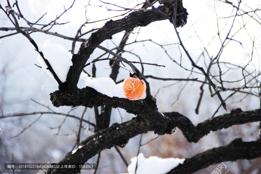冬雪柿树