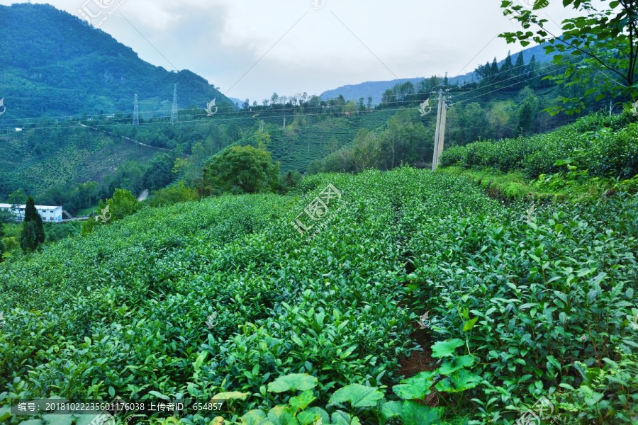 茶山