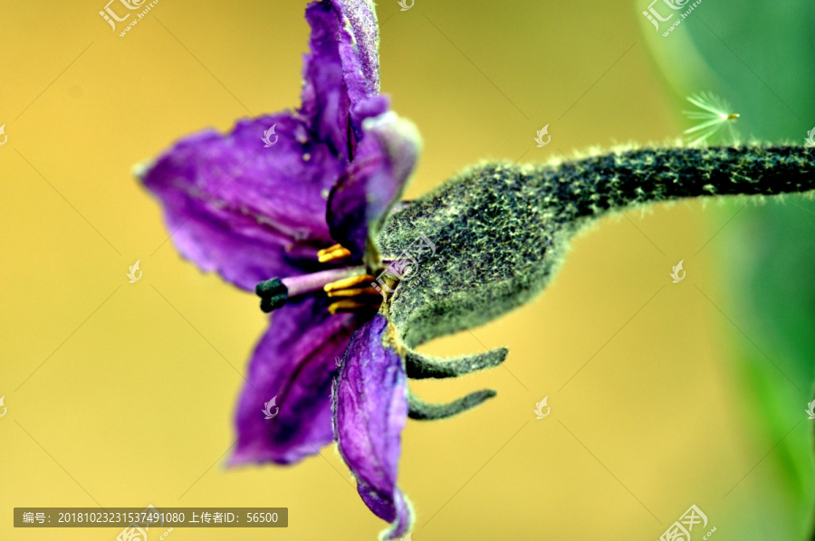 茄子花