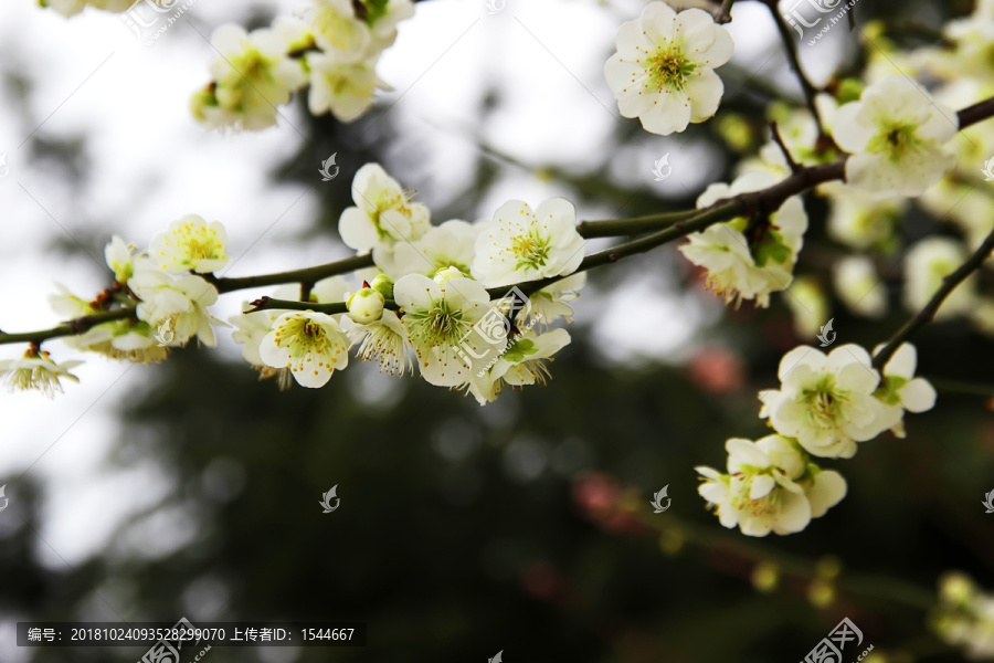 梅花