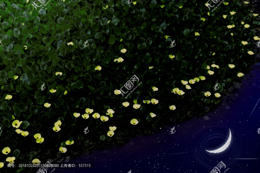 月色中的水浮莲水中月色