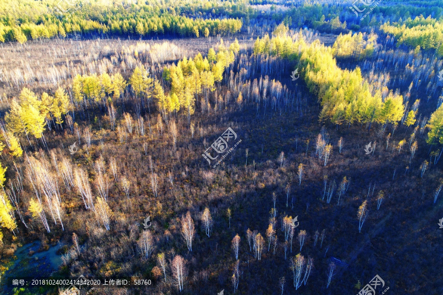 深秋的白桦林风景