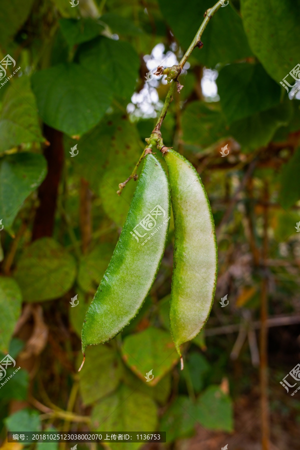 菜地扁豆