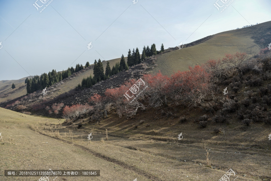 野山楂