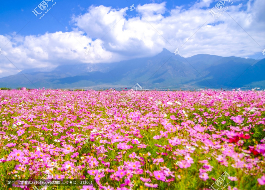 丽江格桑花