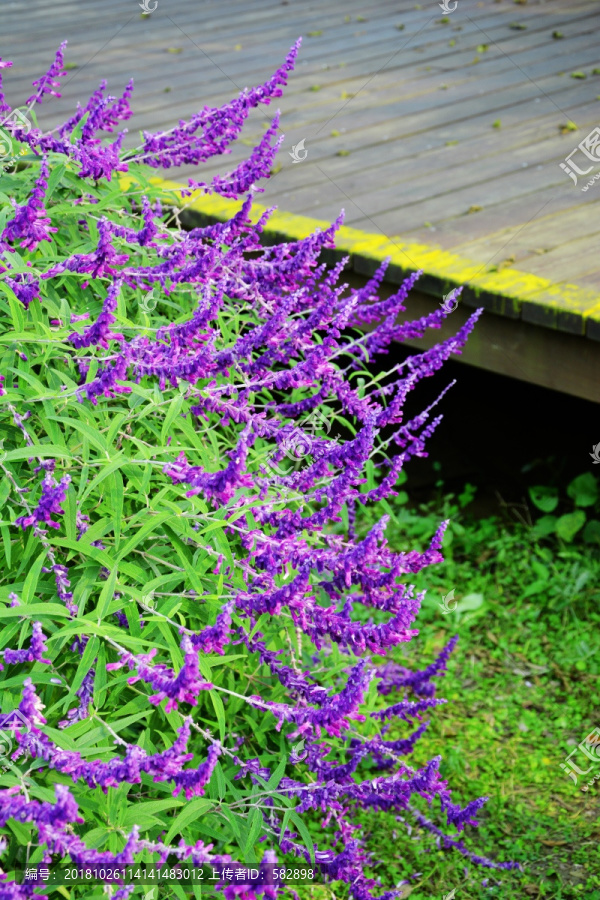 蓝紫色鼠尾草花