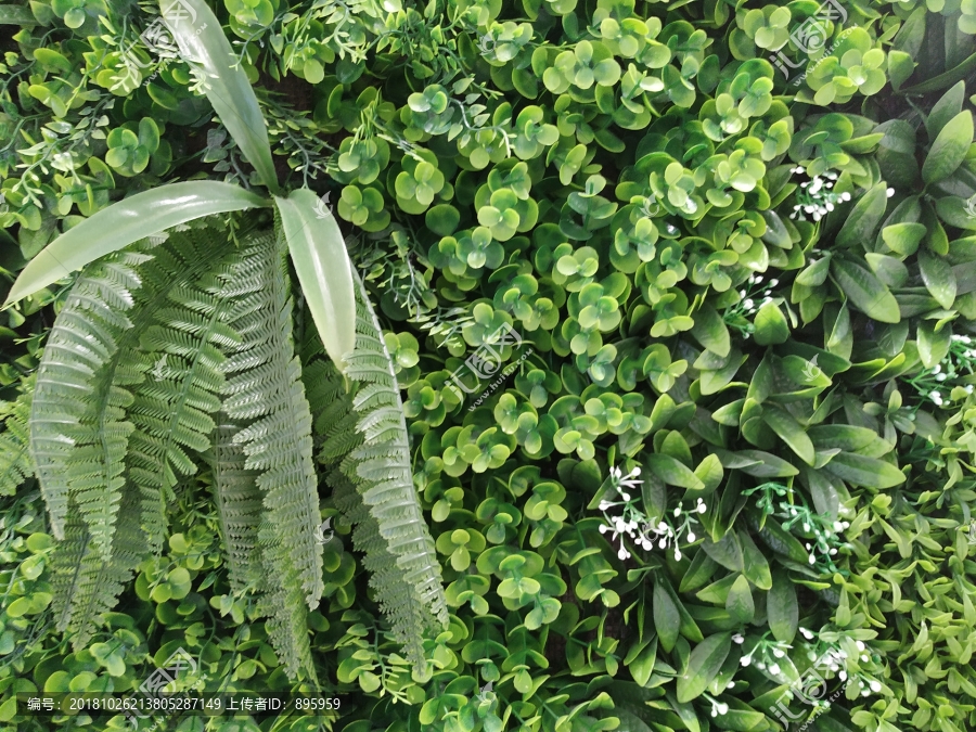 植物墙