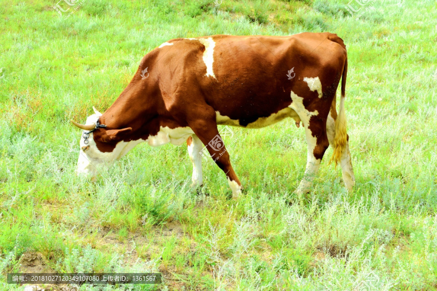 母牛吃草