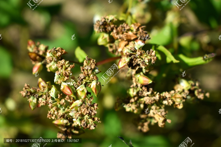 荞麦穗子