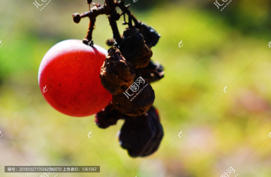晶莹剔透的红葡萄