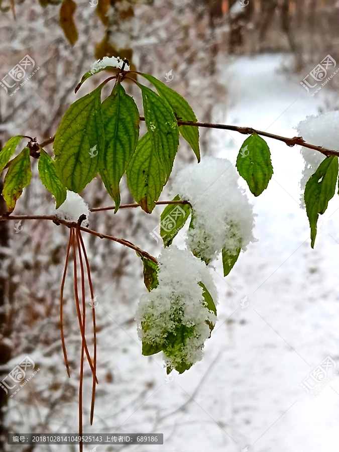 冰天雪地