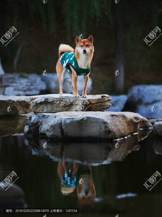 日本柴犬