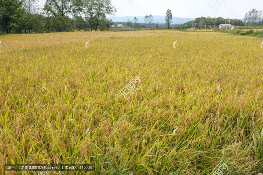 稻田