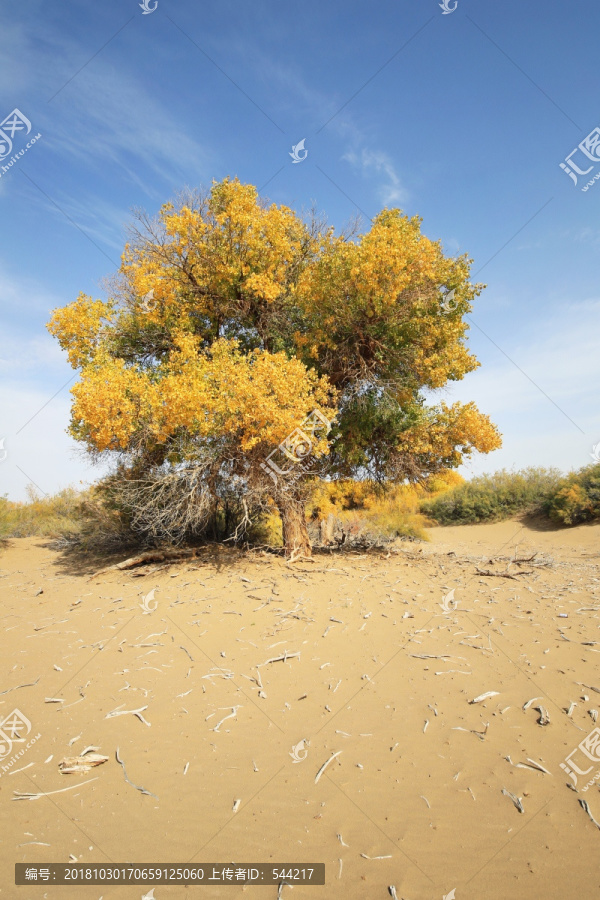 沙漠保护神胡杨树林