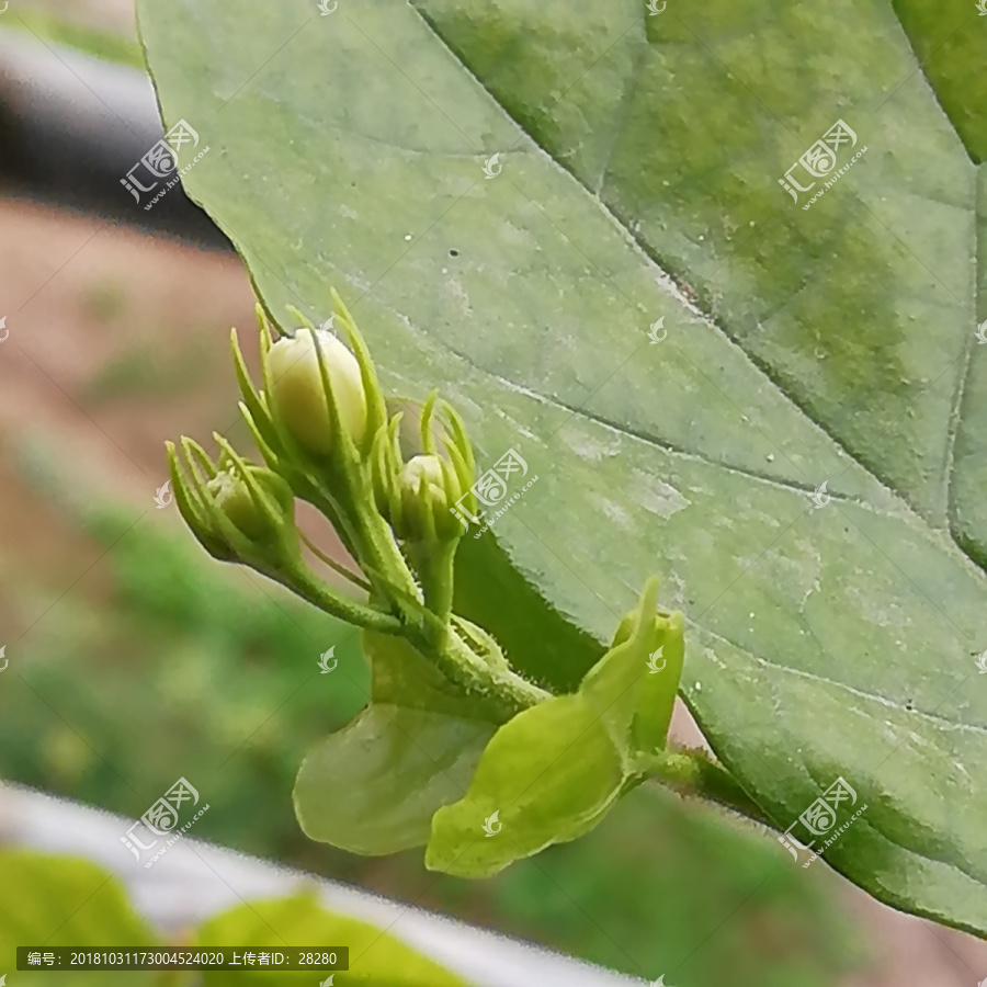 茉莉花