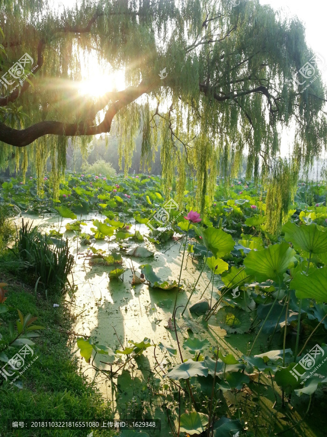 荷花池花园