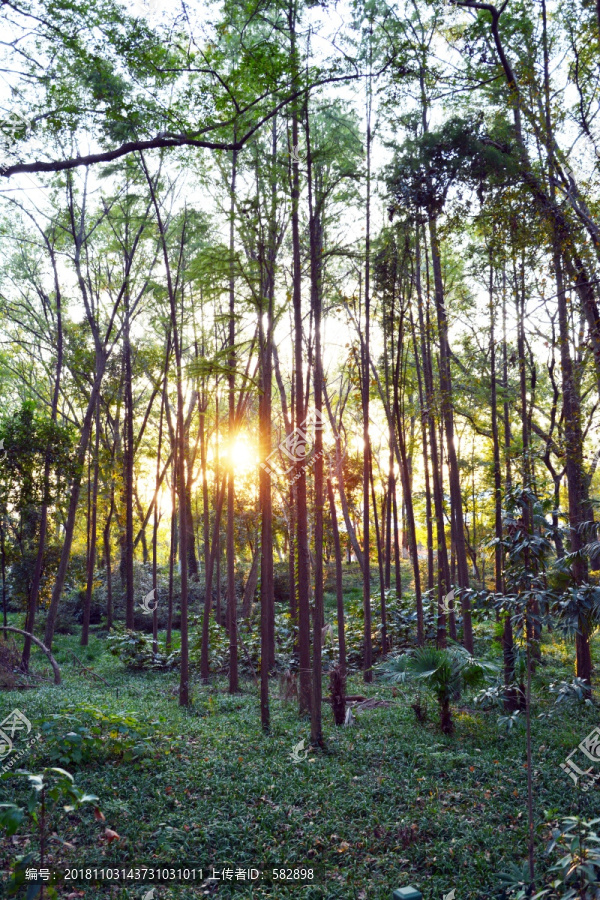 阳光小树林