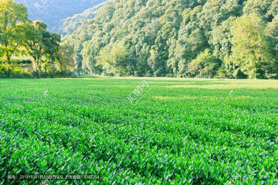 梅家坞龙井茶园