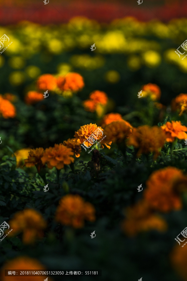 黄桷门花田