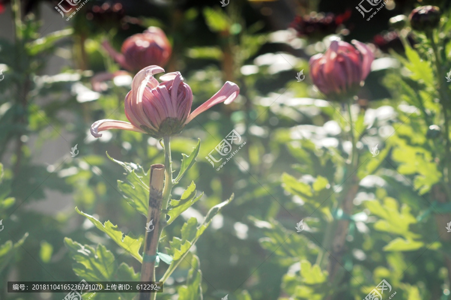 秋菊花蕾